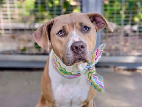 NALA - Pit Bull Terrier available for adoption