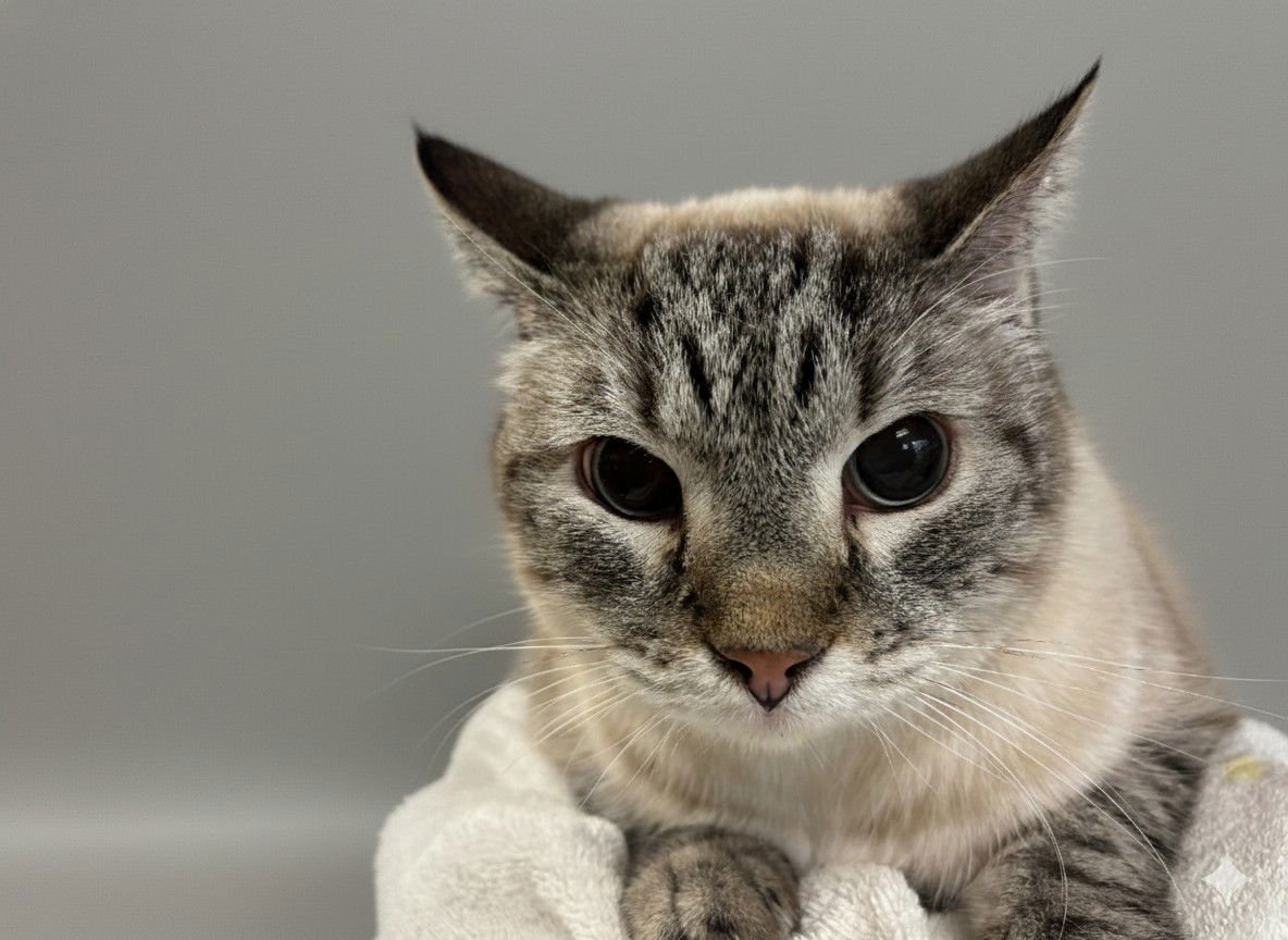 JASMINE - Siamese available for adoption