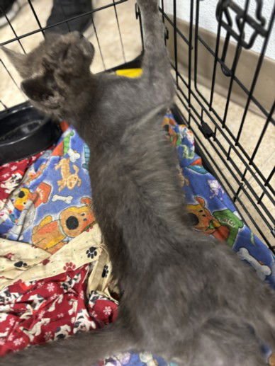 APOLLO - Domestic Short Hair available for adoption