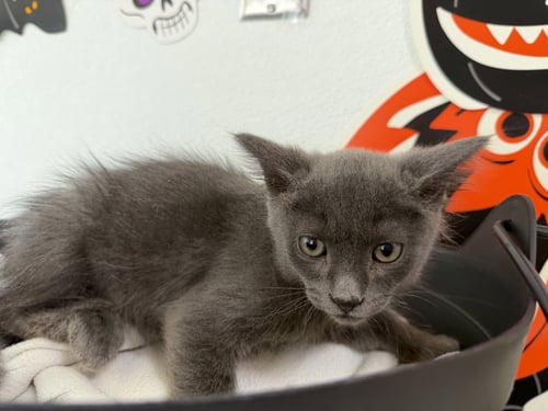 A2299841 - Domestic Long Hair available for adoption
