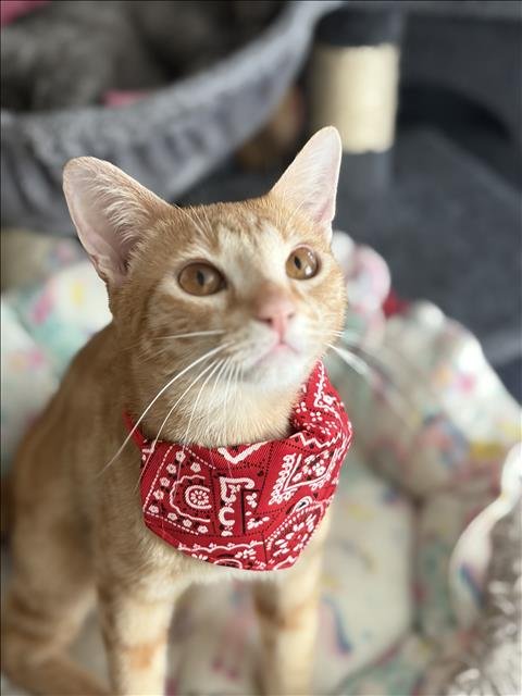 GARFIELD - Domestic Short Hair available for adoption