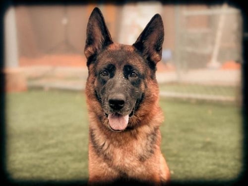 MEIKO - German Shepherd Dog available for adoption