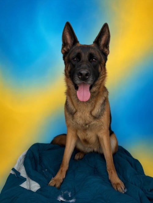 MEIKO - German Shepherd Dog available for adoption