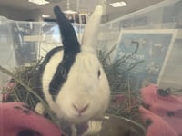 TUX - Photo 1