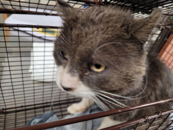 LONESOME - Domestic Short Hair available for adoption