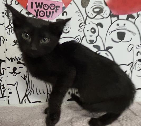 FRANCESCA BRIDGERTON - Domestic Short Hair available for adoption