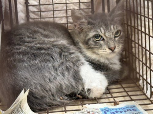 A2294197 - Domestic Long Hair available for adoption
