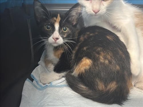 A2288966 - Domestic Short Hair available for adoption