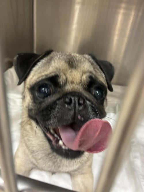 BUTTERCUP - Pug available for adoption