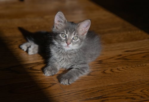 PUMPKIN - Domestic Short Hair available for adoption