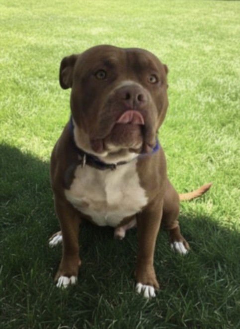 WILBUR - American Pit Bull Terrier available for adoption