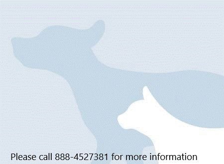 A2256884 - Domestic Short Hair available for adoption