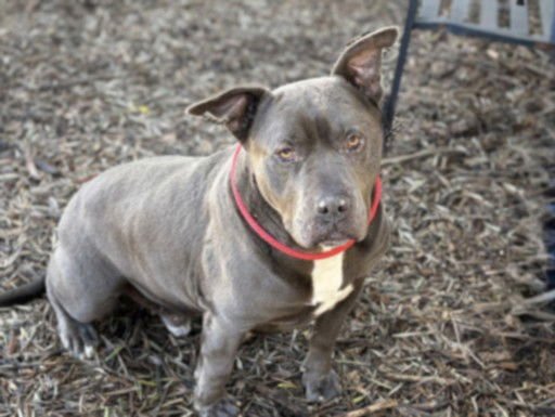 TOBY - Pit Bull Terrier available for adoption