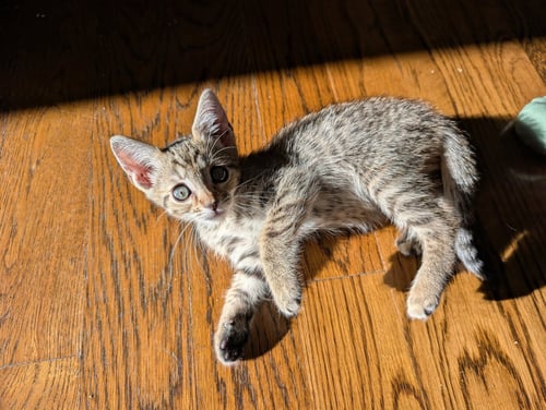 CLOVE - Domestic Short Hair available for adoption
