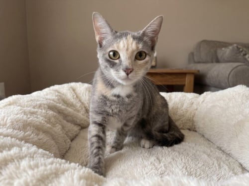 CUPCAKE - Domestic Short Hair available for adoption