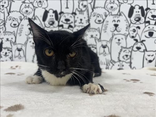 A2290088 - Domestic Short Hair available for adoption