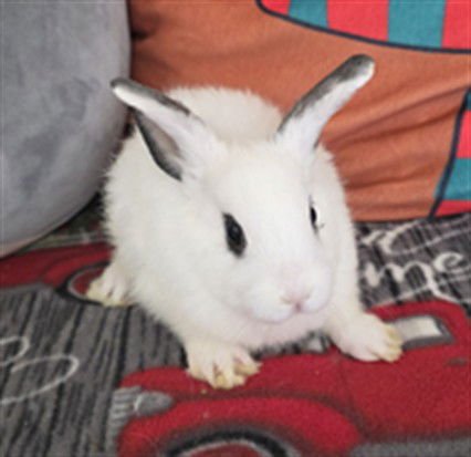 BLINKY - Mini Lop available for adoption