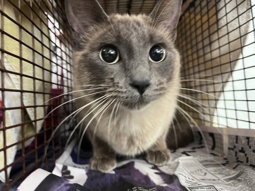 SHIVERS - Siamese available for adoption