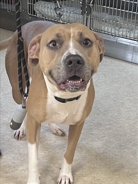 NALA - Pit Bull Terrier available for adoption