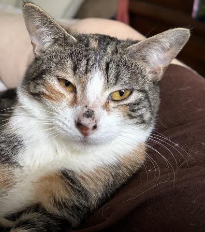 CHRISSY - Domestic Short Hair available for adoption