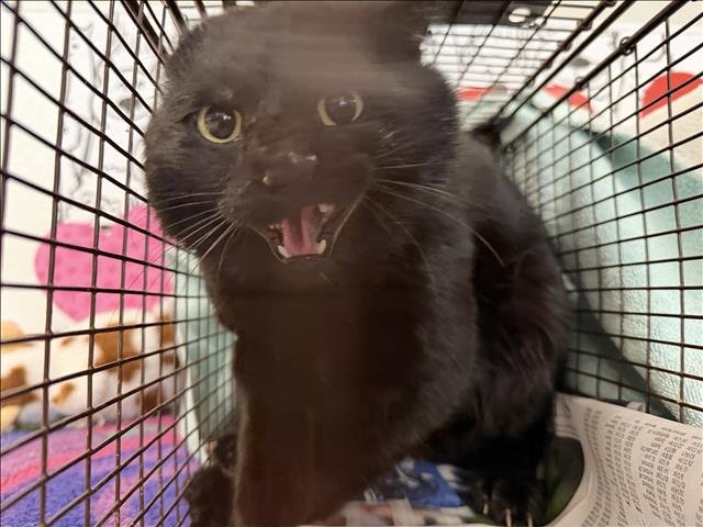 A2257865 - Domestic Short Hair available for adoption