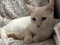 MUFFIN - Photo 1