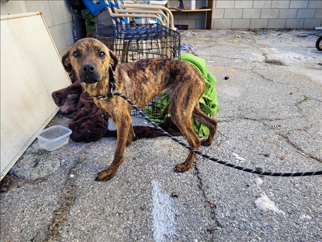 BLAIRE - Pit Bull Terrier / Plott Hound available for adoption