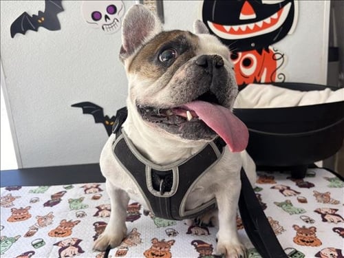 CHLOE - French Bulldog available for adoption