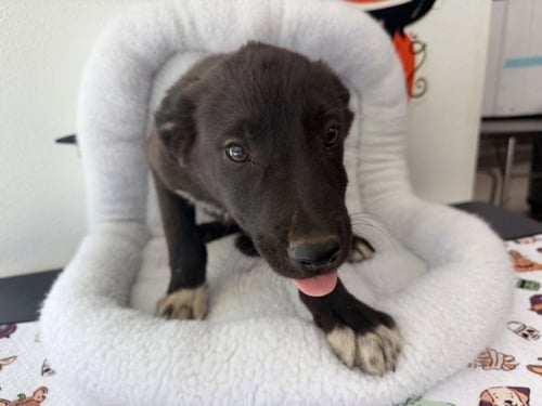 RICKY - German Shepherd Dog available for adoption