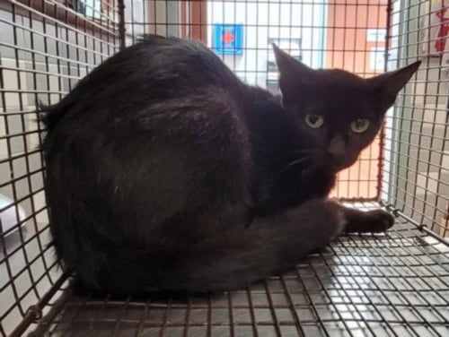 MOM - Domestic Short Hair available for adoption
