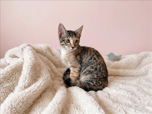A2292660 - Domestic Short Hair available for adoption