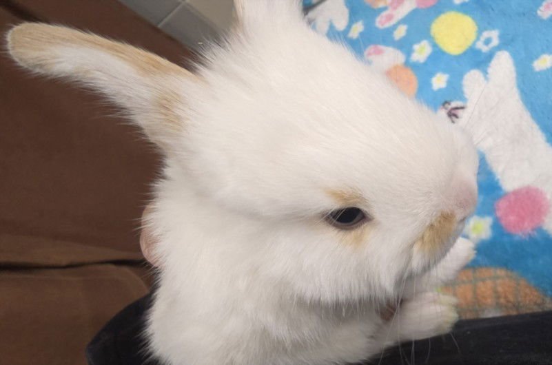 GOLDIE - Shorthaired Rabbit available for adoption