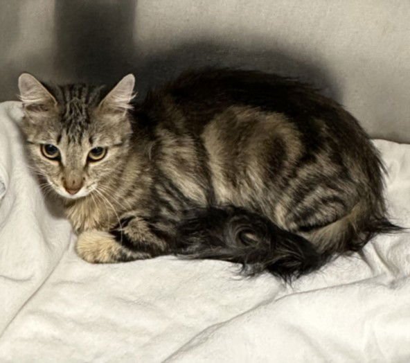 A2253993 - Domestic Short Hair available for adoption