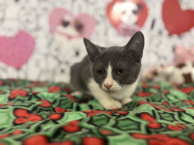 A2238205 - Domestic Short Hair available for adoption