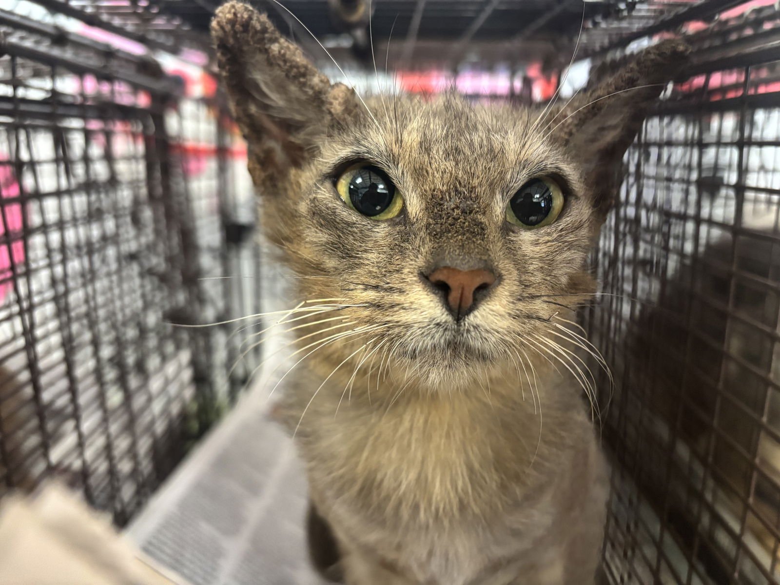 A2257372 - Abyssinian available for adoption