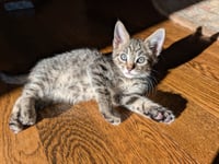 NUTMEG - Photo 1