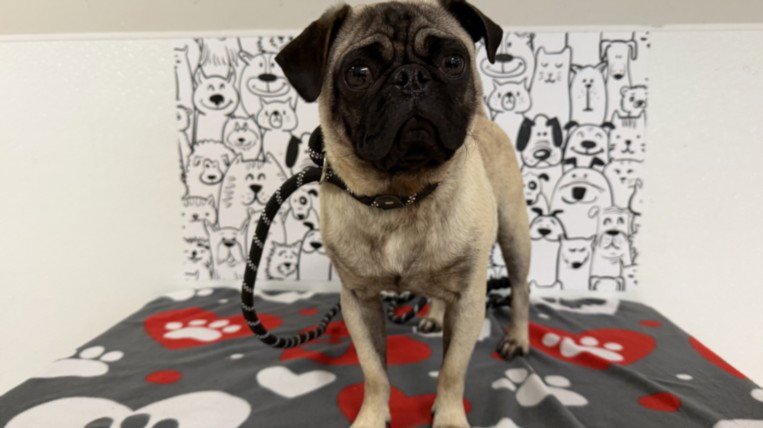GUS Image