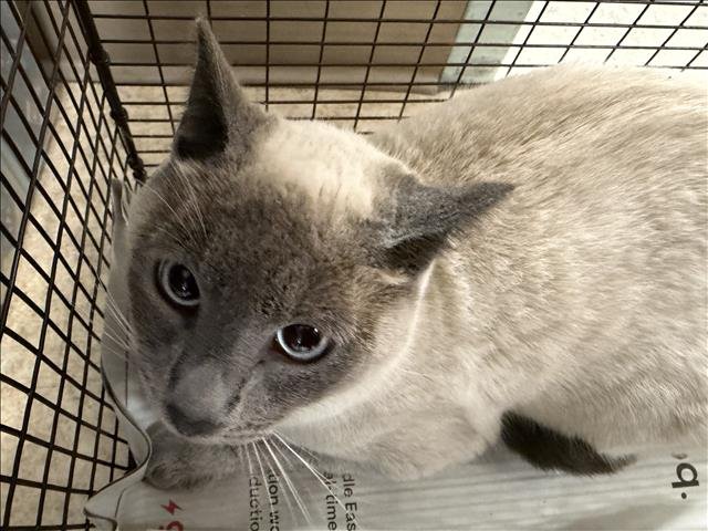 A2251189 - Siamese available for adoption