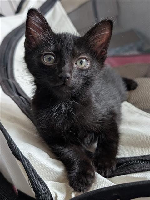 AKI - Domestic Short Hair available for adoption