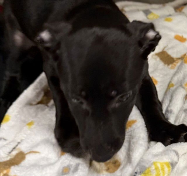 PENNY - Chihuahua available for adoption