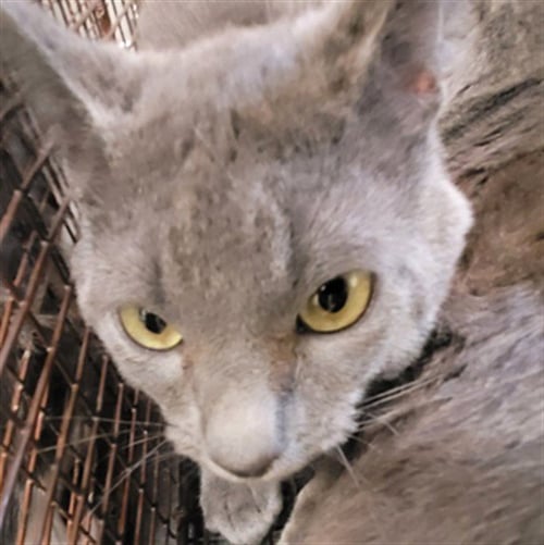 MOUSER - Domestic Short Hair available for adoption