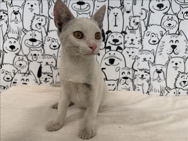 CHANDLER Image