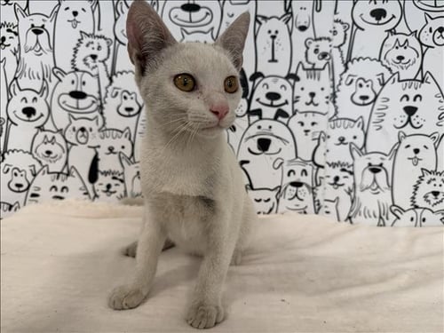 CHANDLER - Domestic Short Hair available for adoption