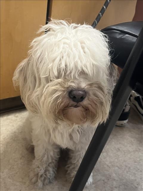 SHADOW - Maltese / Poodle (Miniature) available for adoption