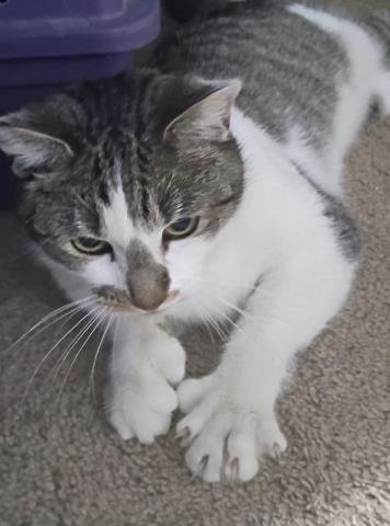 PAULY - Domestic Short Hair available for adoption