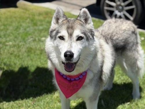 CHICKADEE - Siberian Husky available for adoption