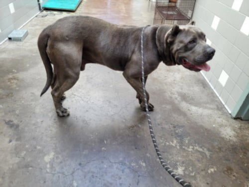 BUD - Cane Corso Mastiff available for adoption