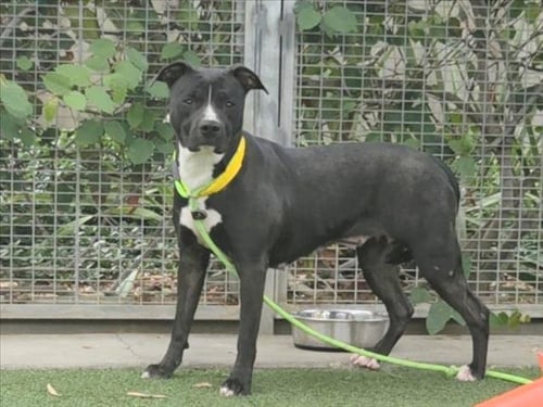 SOFIE - Pit Bull Terrier available for adoption