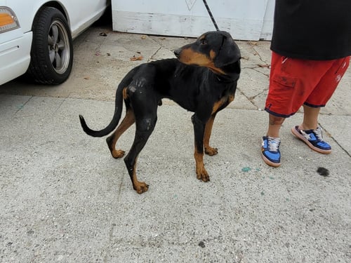 DOBIE - Doberman Pinscher available for adoption