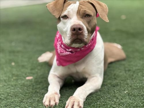EMMA - Pit Bull Terrier available for adoption